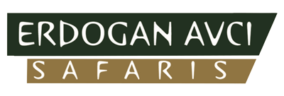 Erdogan Avci Safaris