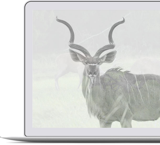 Navegador con un Kudu Navegador con un Kudu